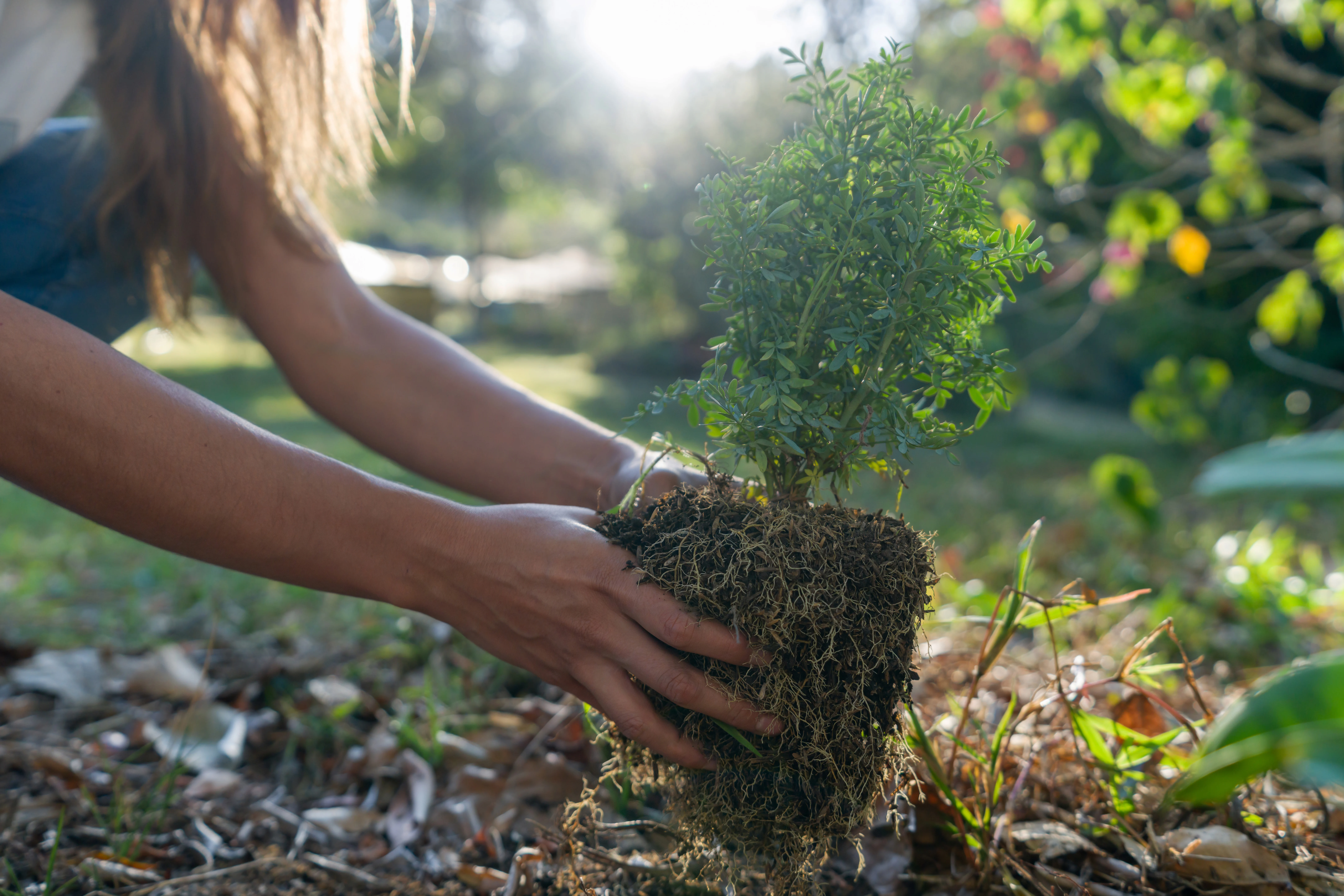 Woman planting outdoors