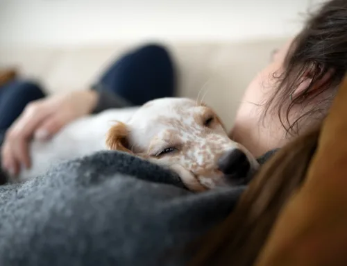 Top 4 Amazing Benefits of Pet Therapy