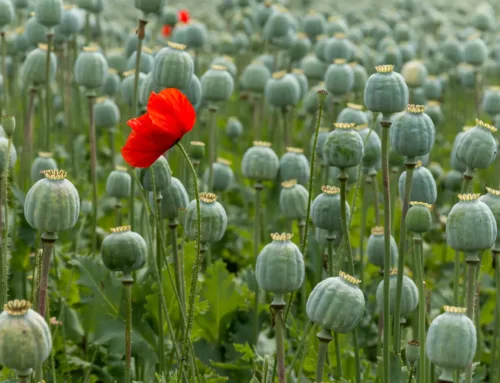 The Main Differences Between Opium and Heroin