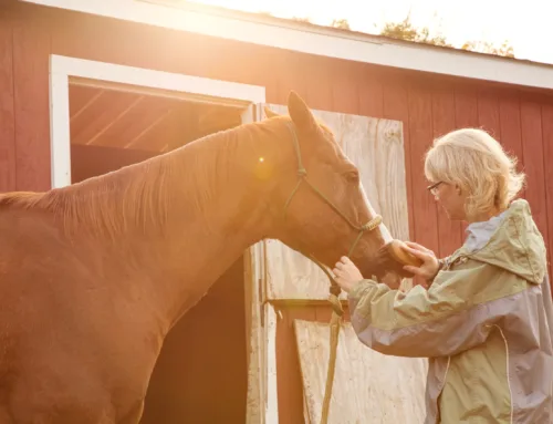 How Equine Therapy Helps People Heal During Detox and Residential Treatment